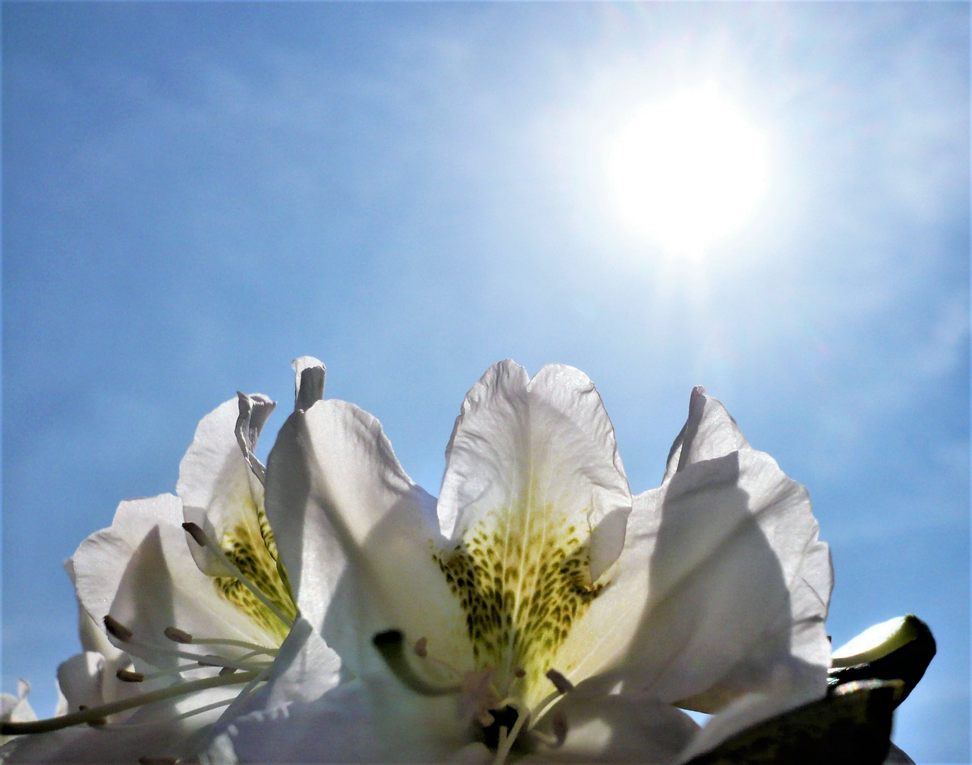 MITTWOCHSBLÜMCHEN  20.5.20 -