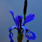 Mittwochsblümchen 21.07.21 Iris, wild