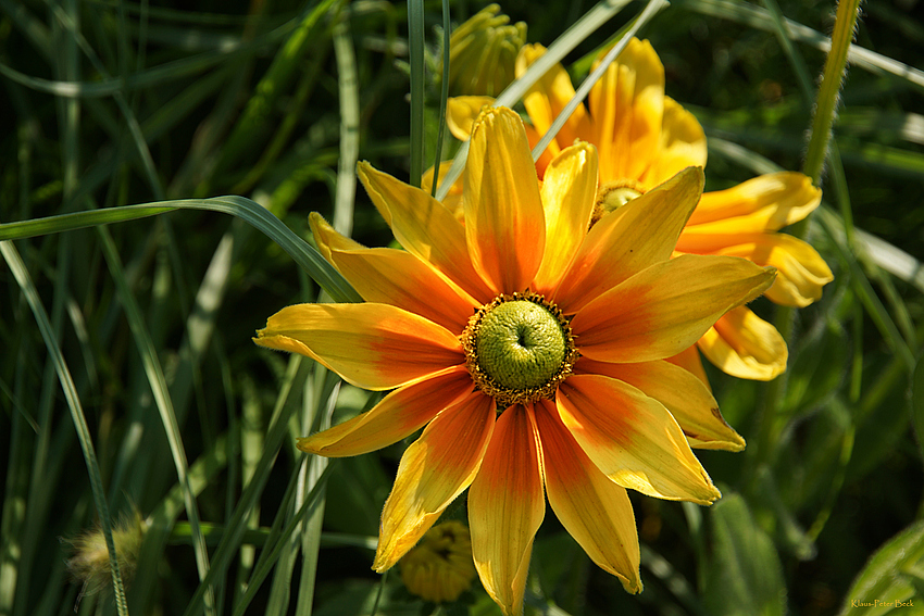 Mittwochsblümchen 21.08.2013