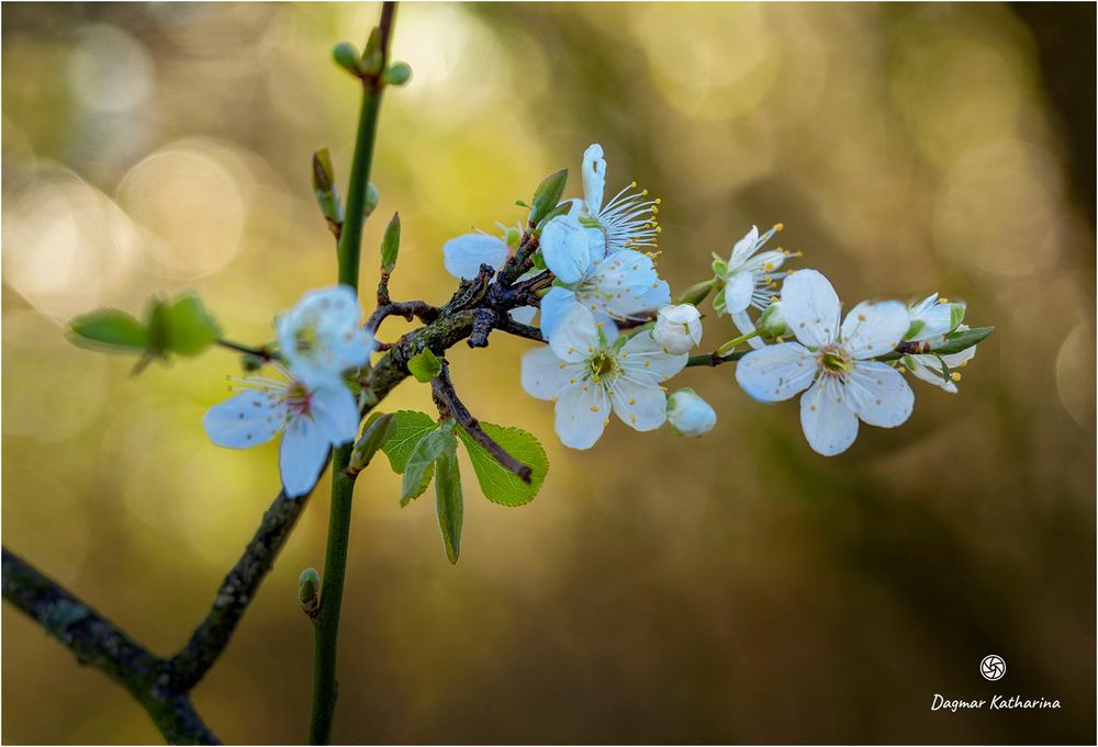 Mittwochsblümchen