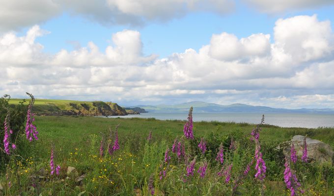 Mittwochsblümchen.....