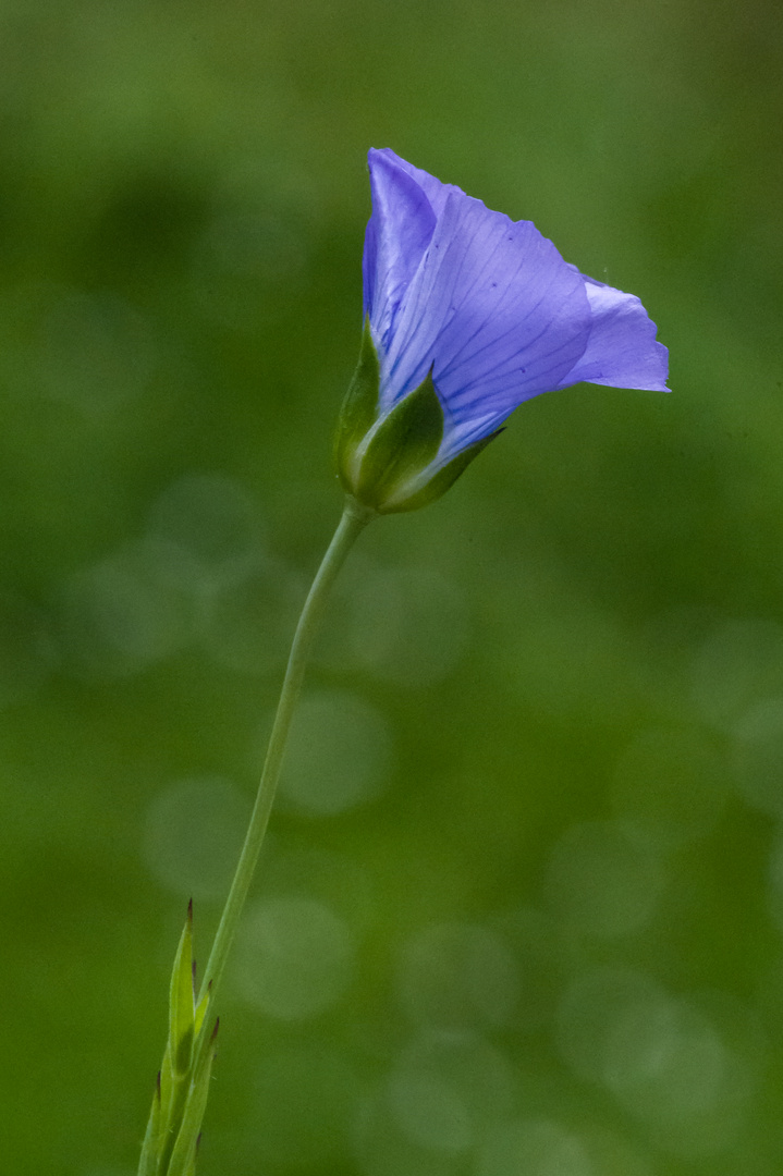 Mittwochsblümchen 24.05. 2023 II