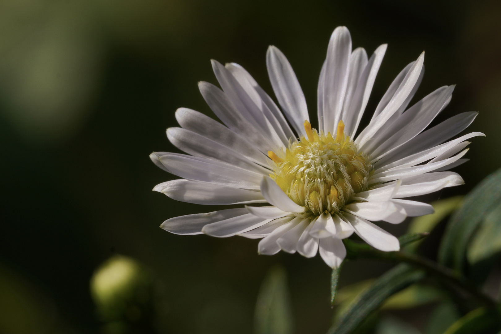 Mittwochsblümchen (26)