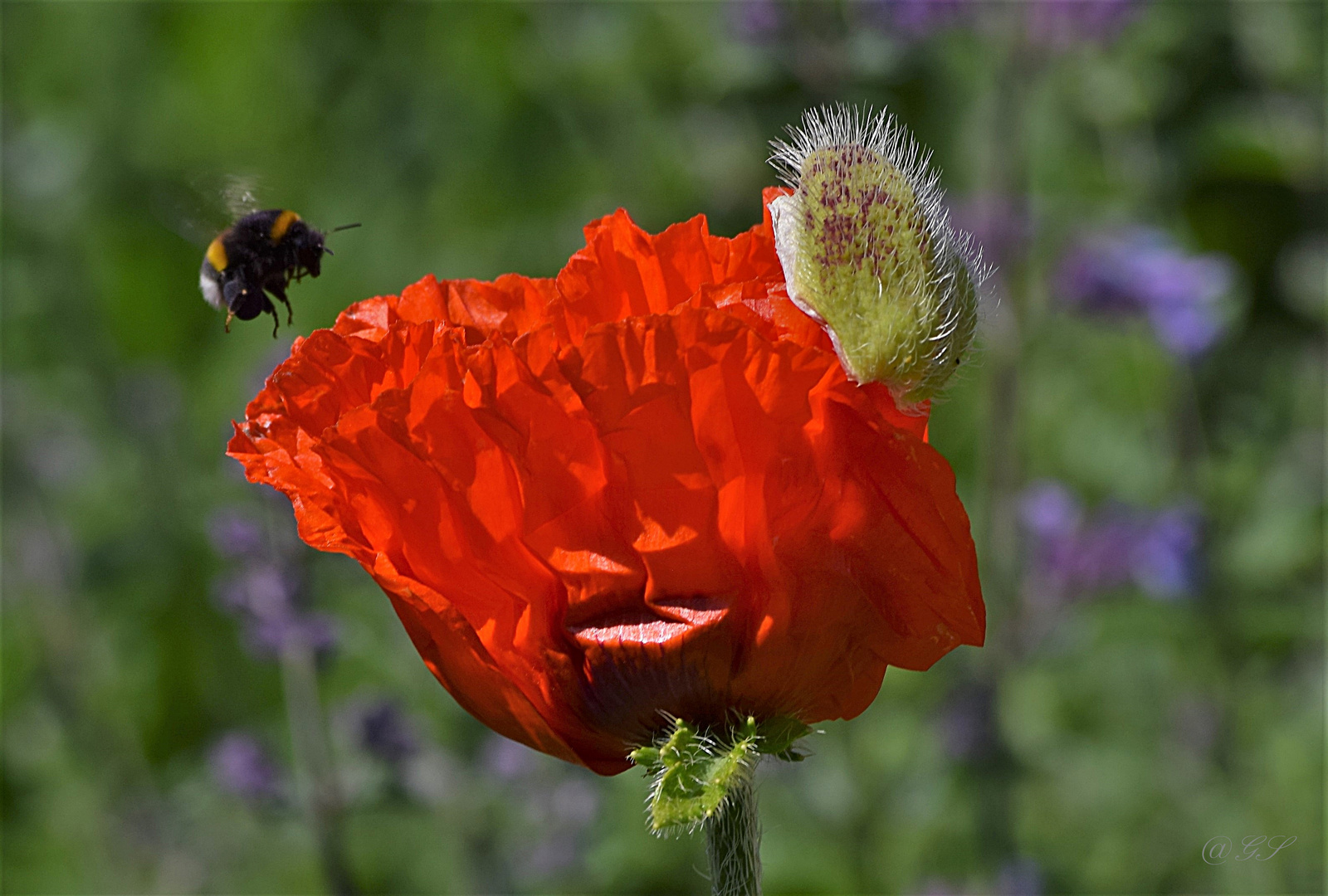 Mittwochsblümchen