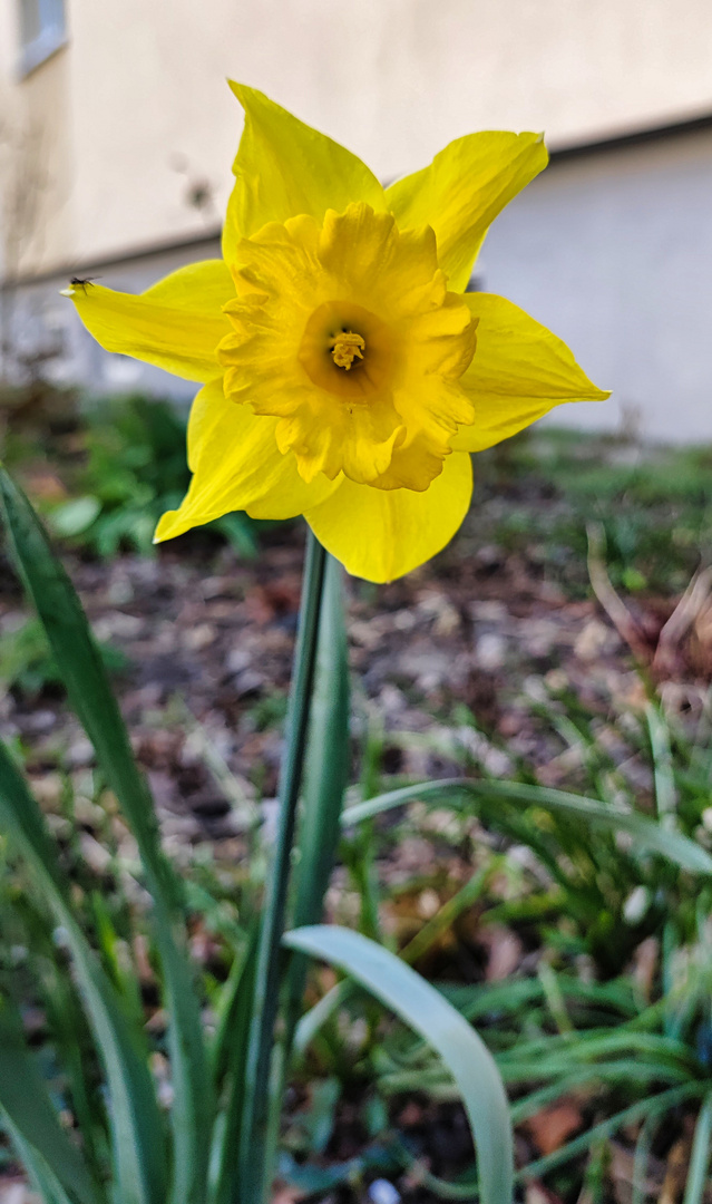 Mittwochsblümchen...