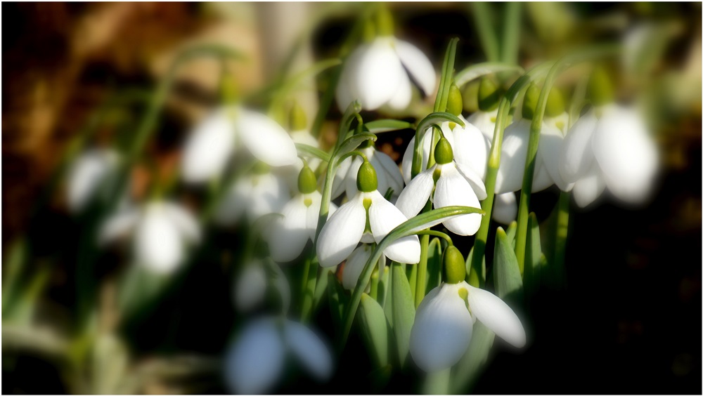 Mittwochsblümchen  