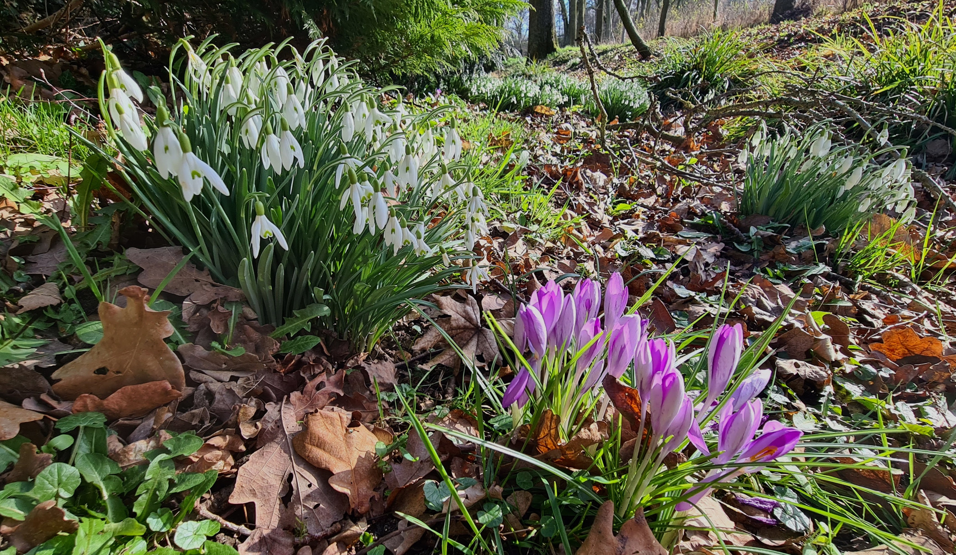 Mittwochsblümchen