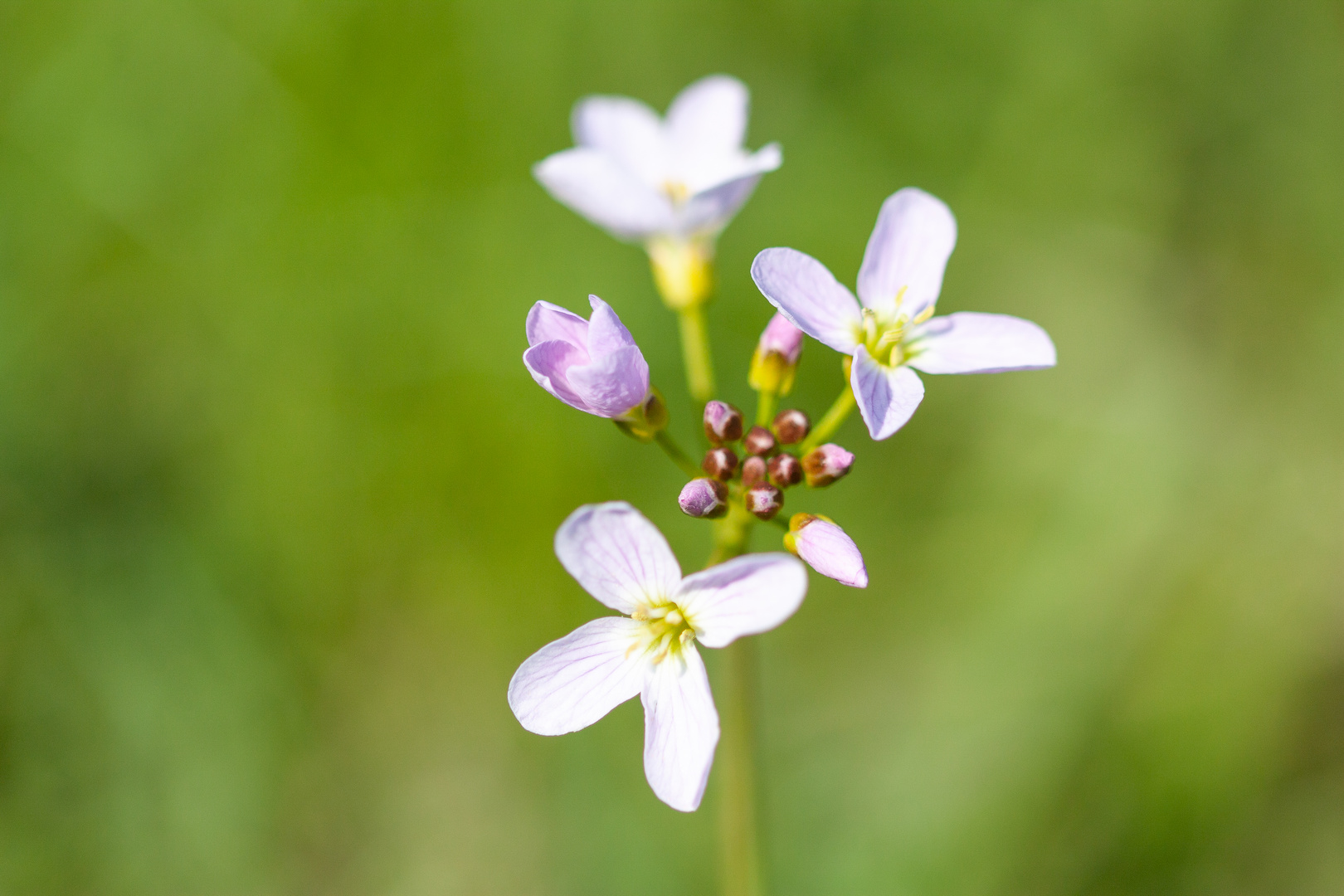 Mittwochsblümchen / 28.04