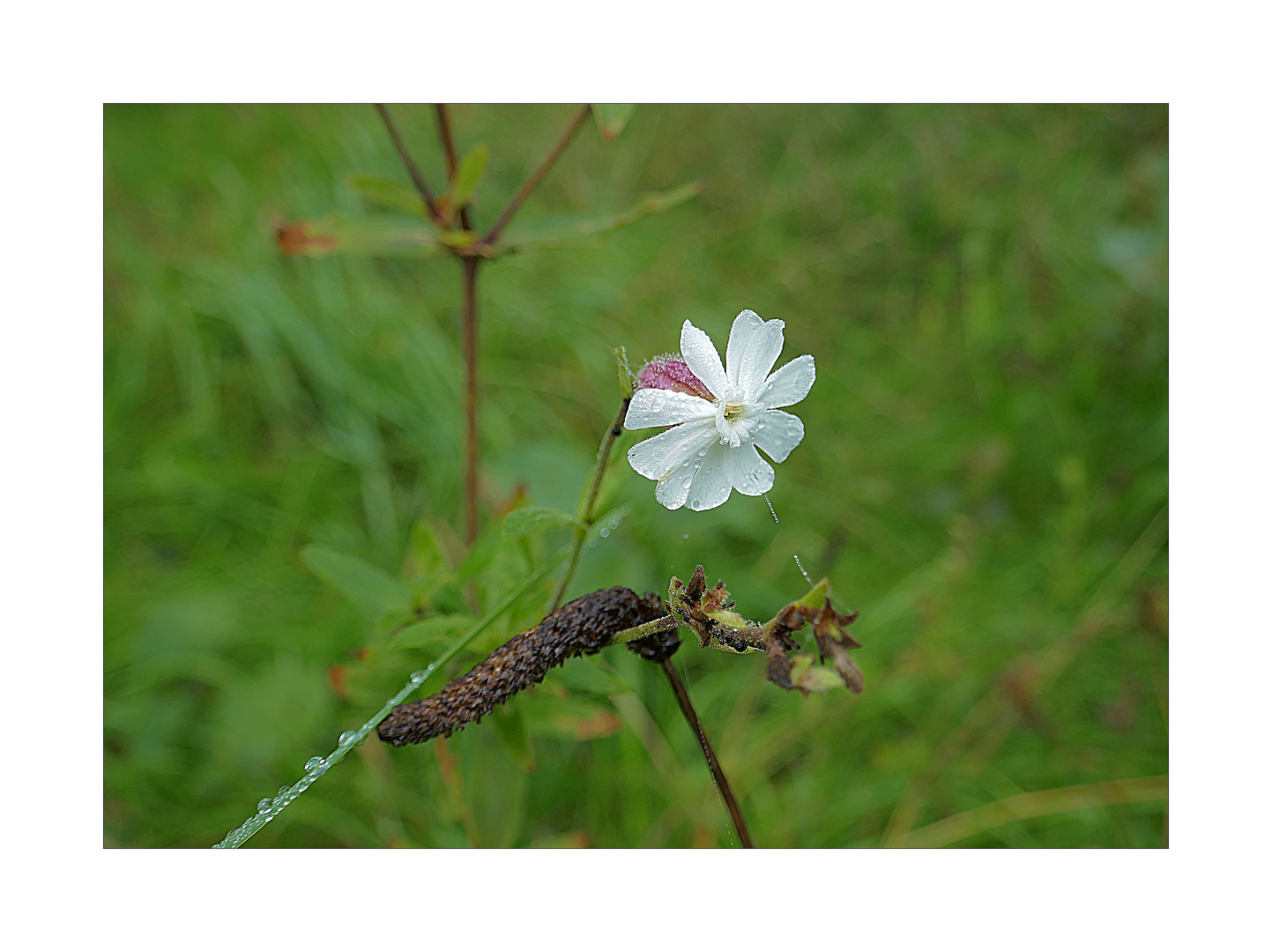 Mittwochsblümchen 28.09.22