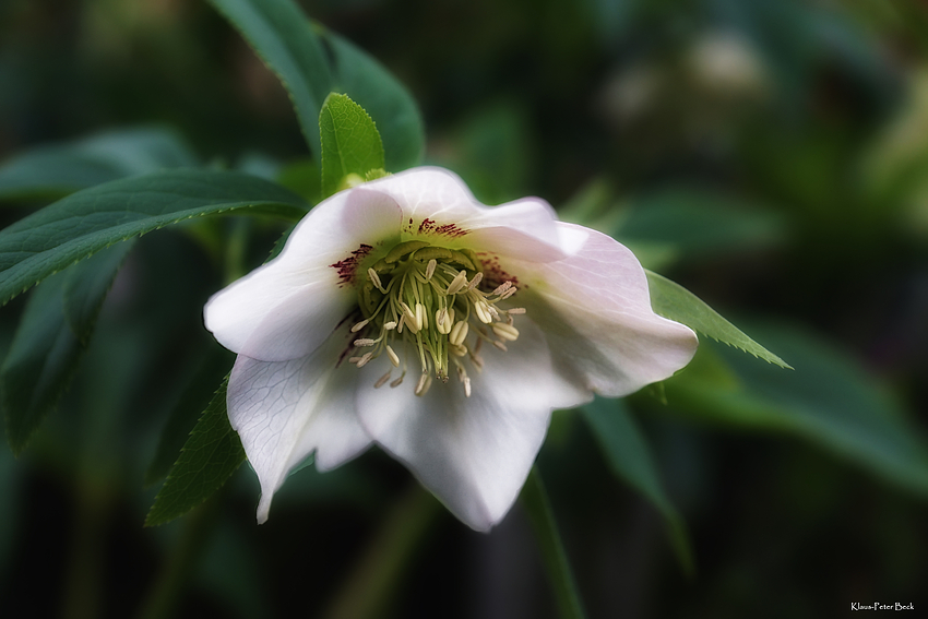 Mittwochsblümchen 28.August 2013