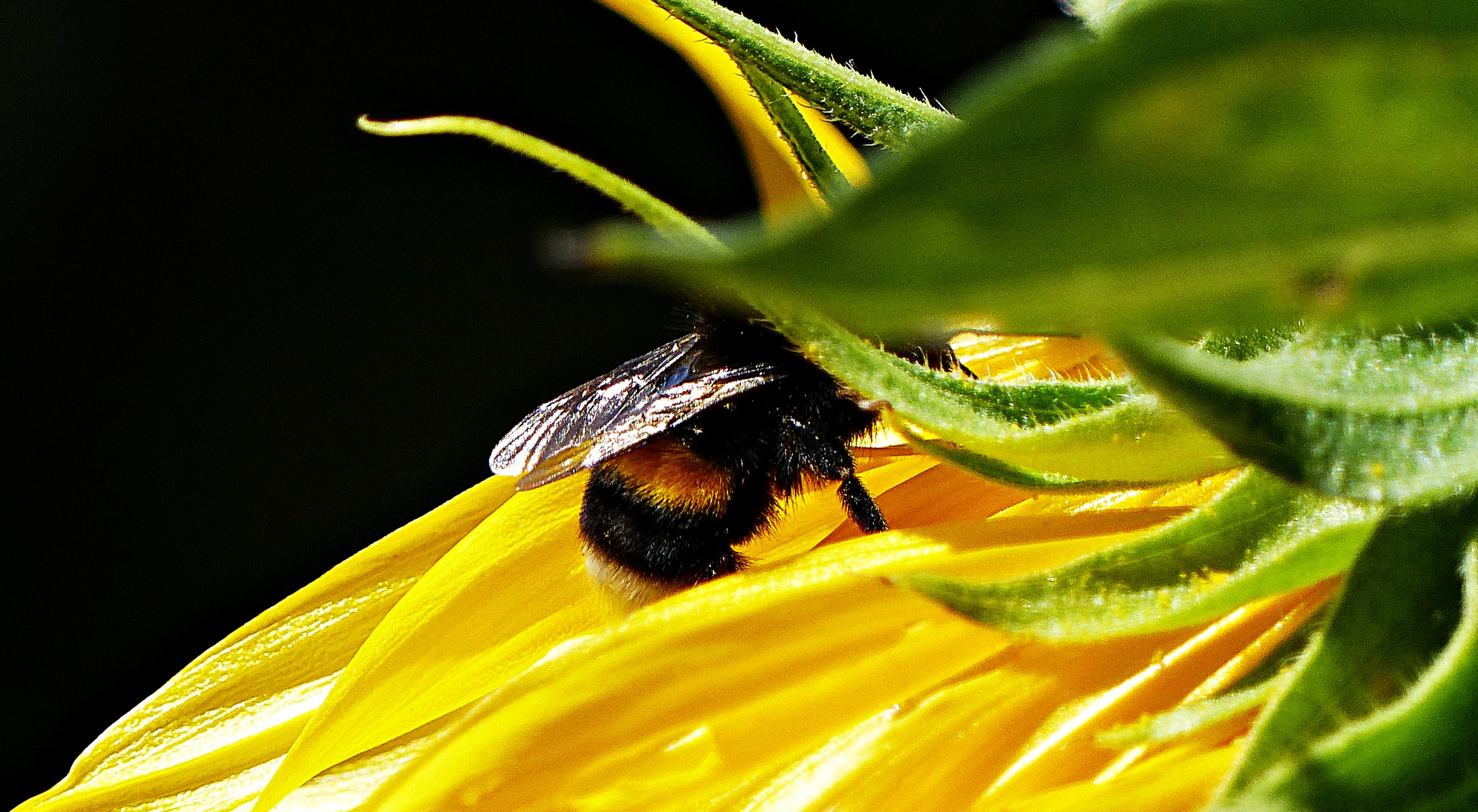 Mittwochsblümchen