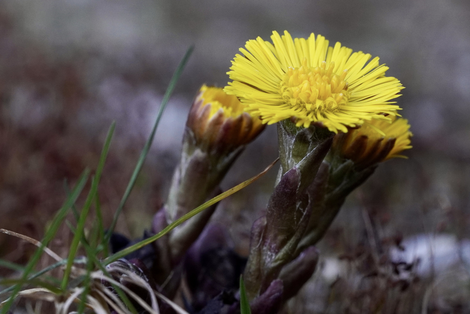 Mittwochsblümchen (29)