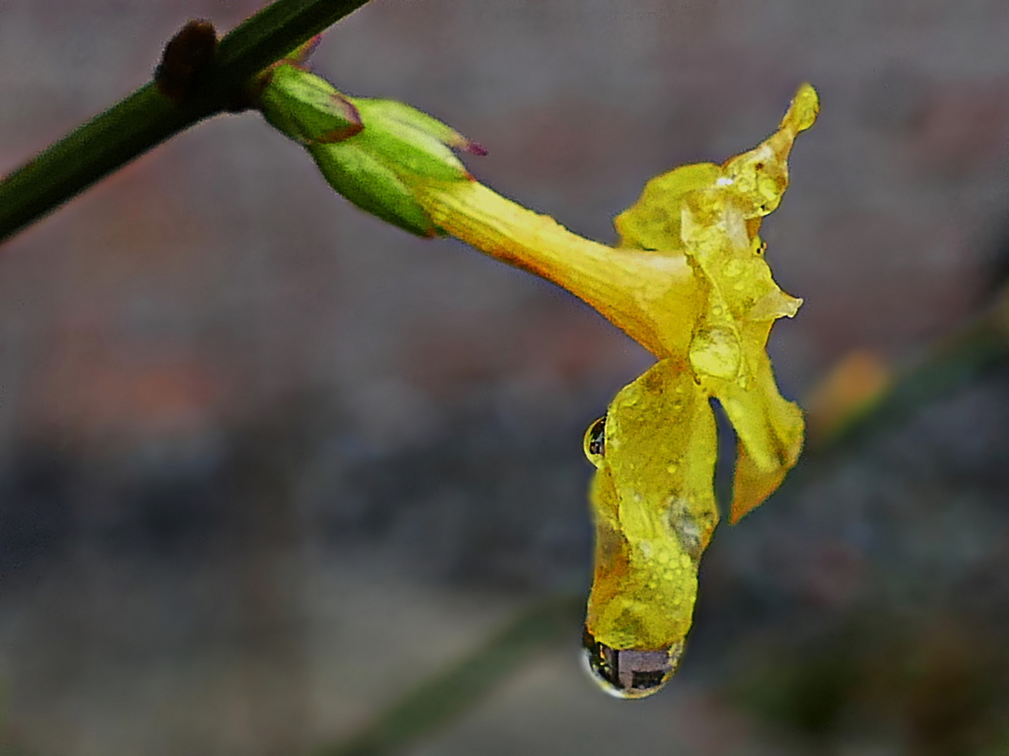 Mittwochsblümchen