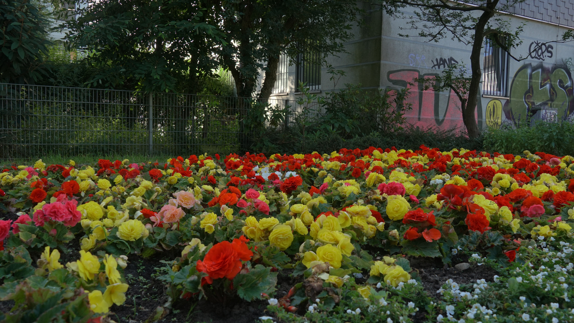 Mittwochsblümchen