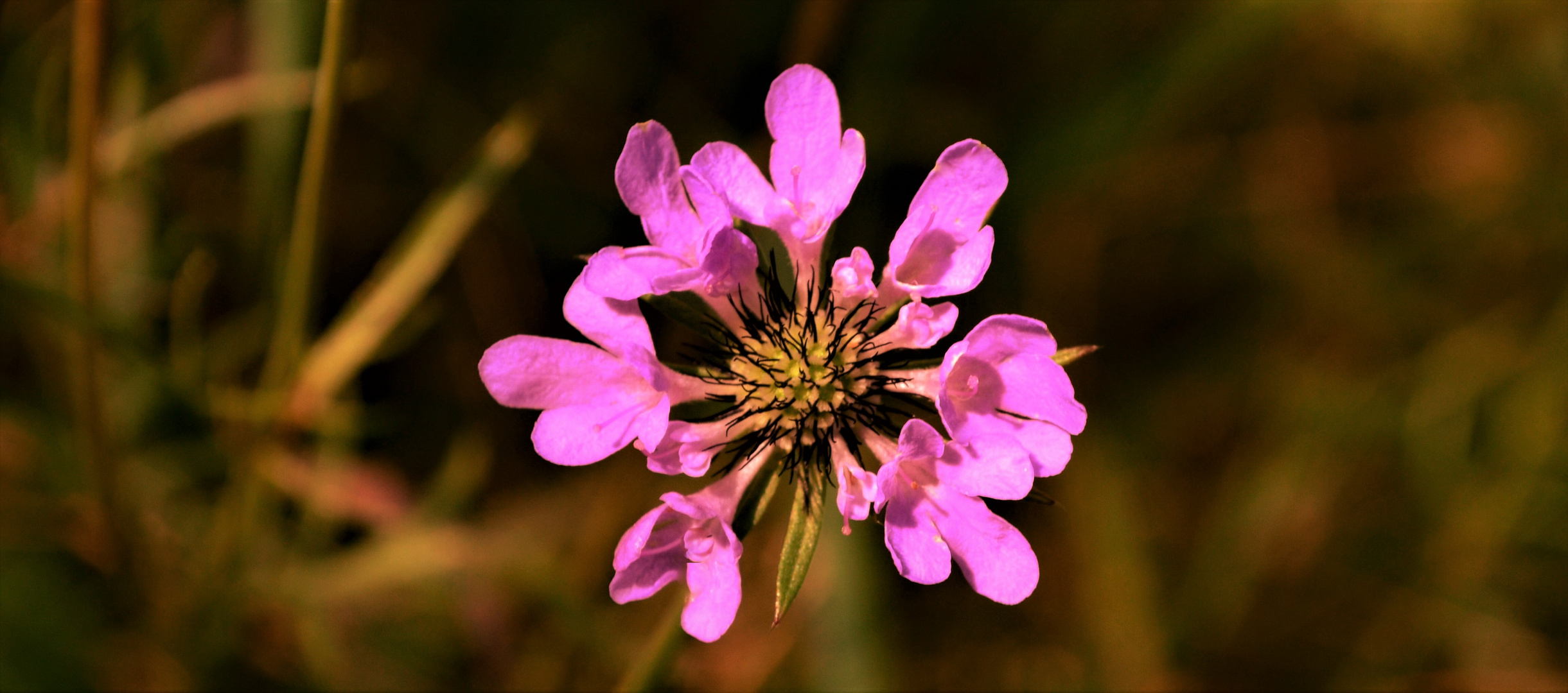 Mittwochsblümchen 3