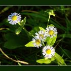 Mittwochsblümchen 30.06.21