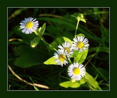 Mittwochsblümchen 30.06.21