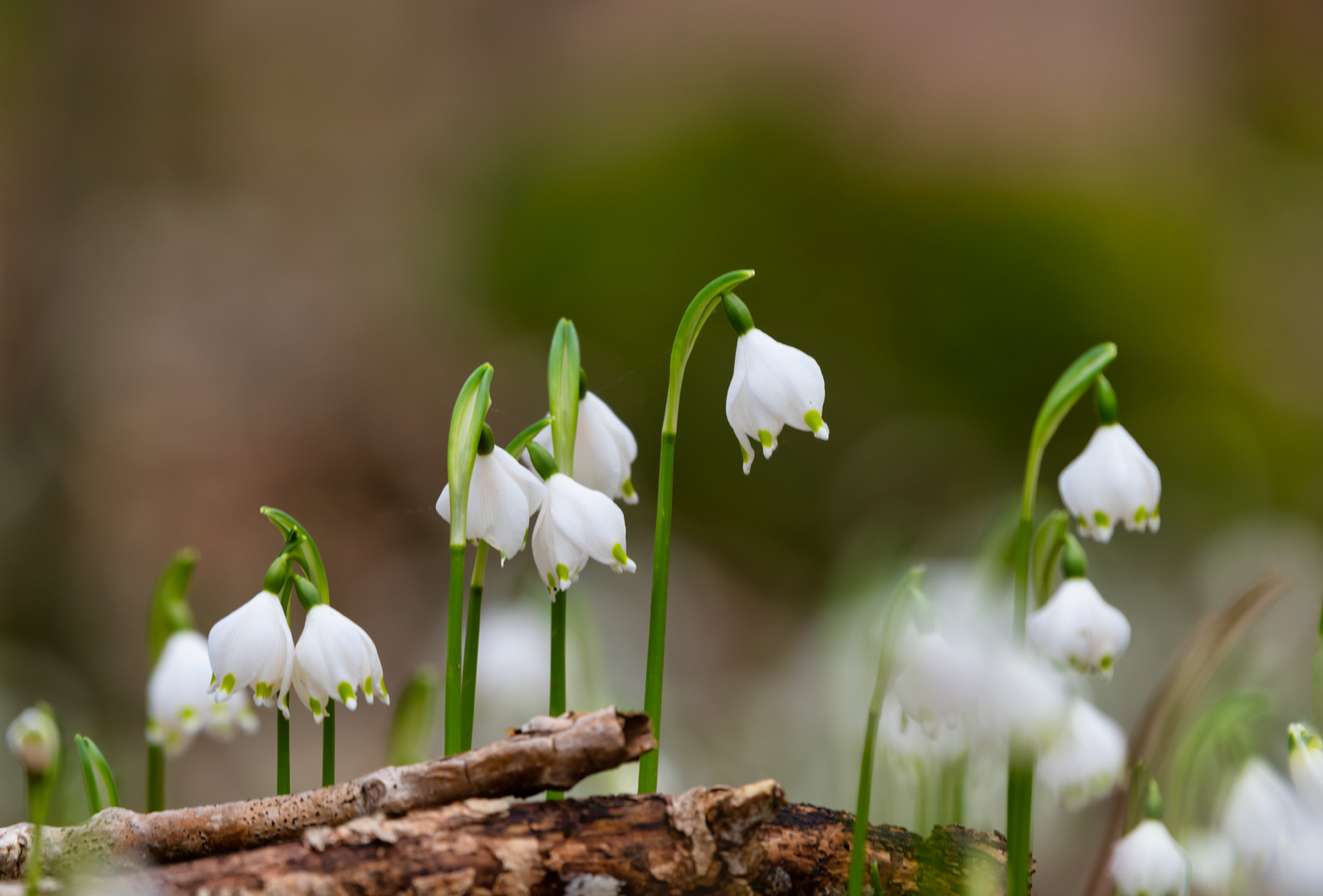 Mittwochsblümchen