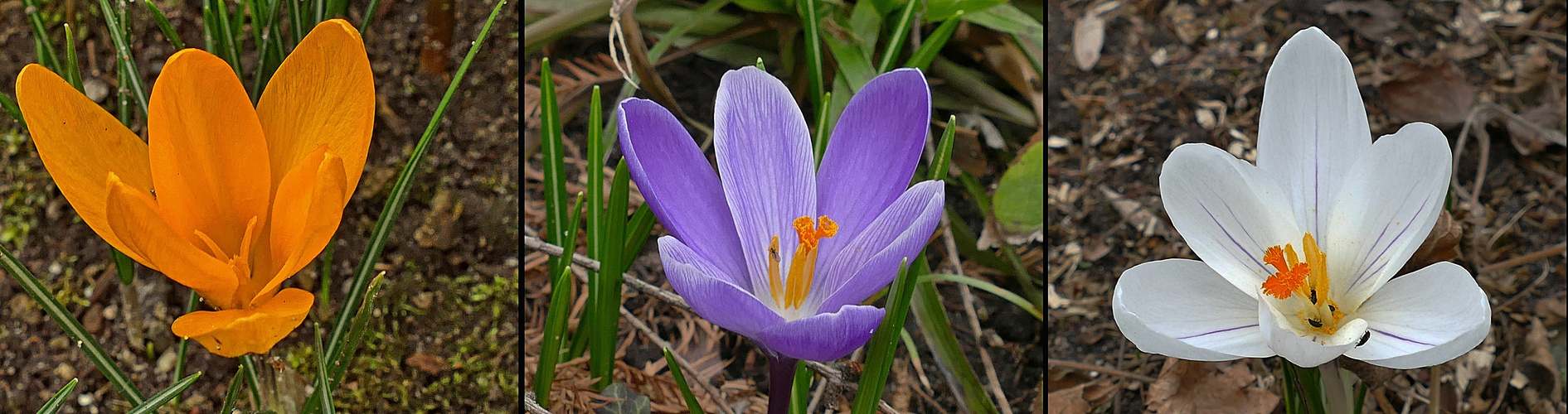 Mittwochsblümchen