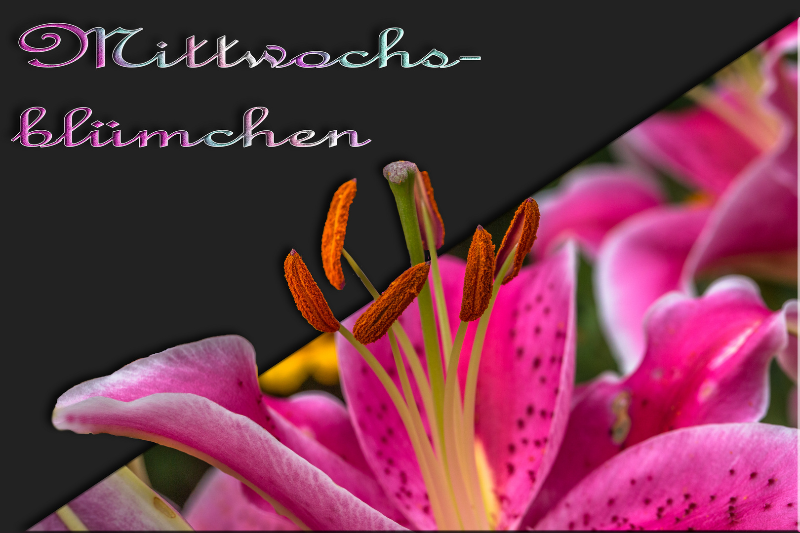 *** Mittwochsblümchen - 33. Woche ***