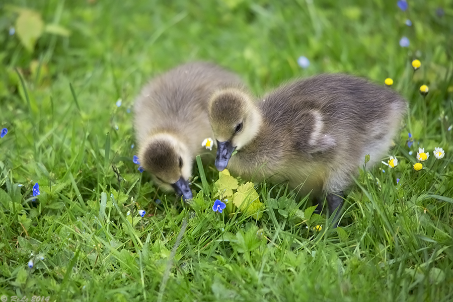 Mittwochsblümchen