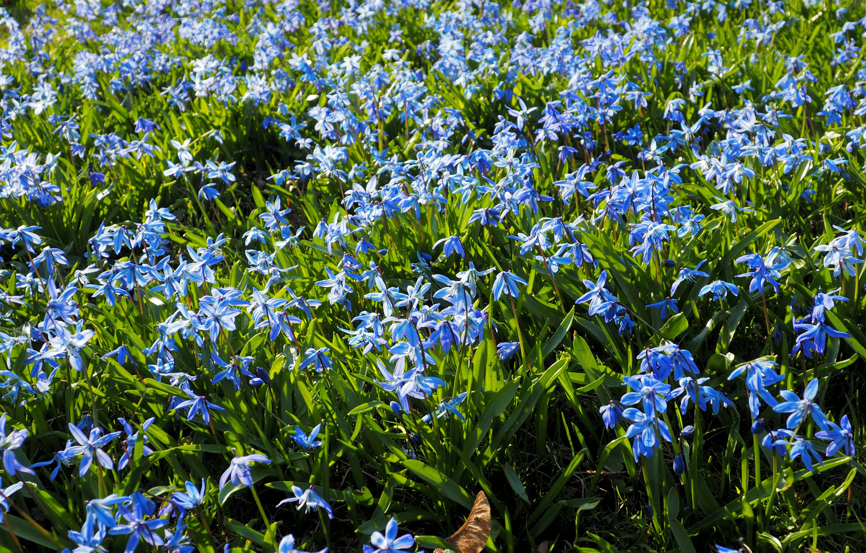 Mittwochsblümchen 