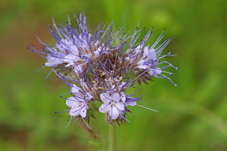 Mittwochsblümchen