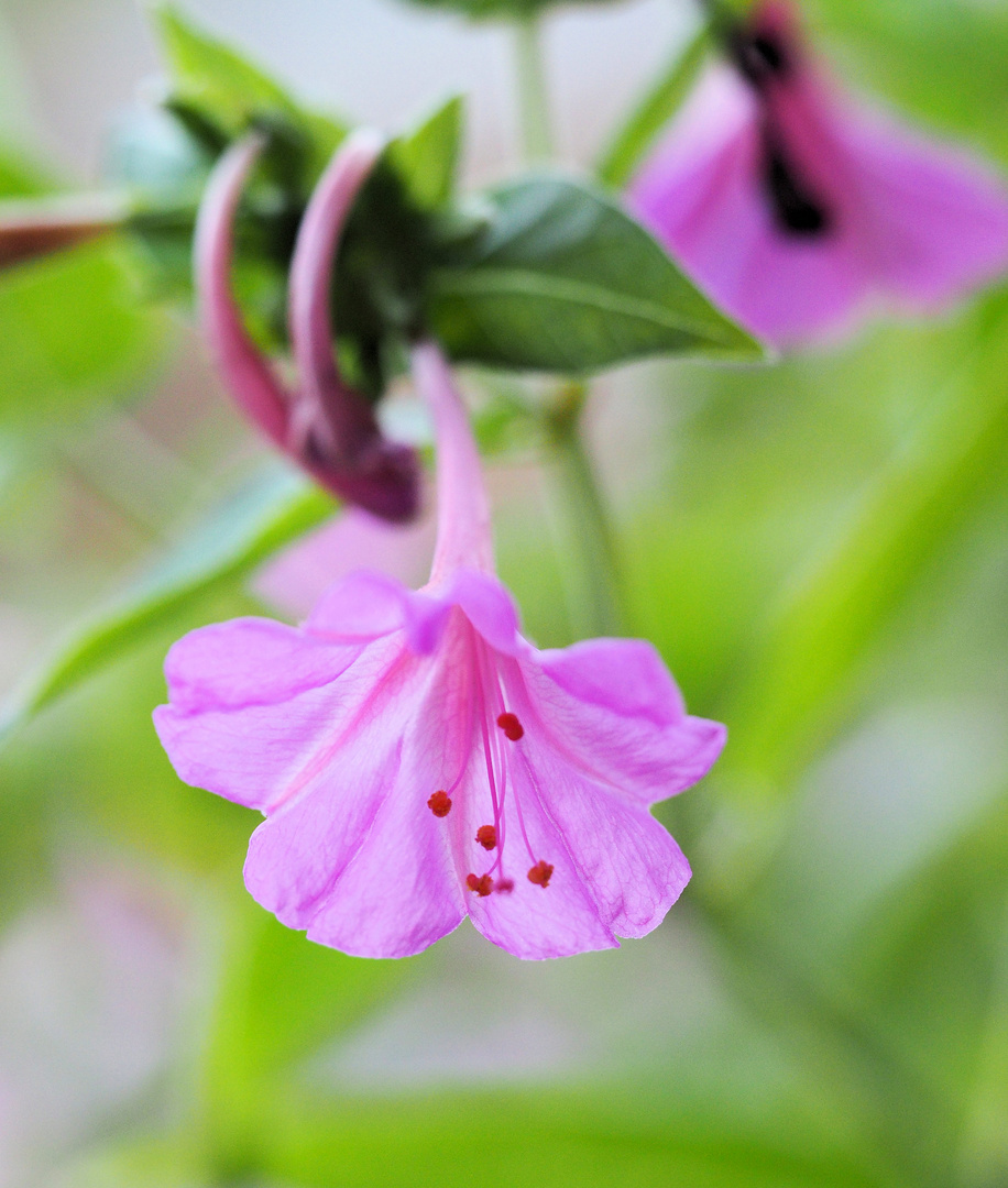 Mittwochsblümchen 