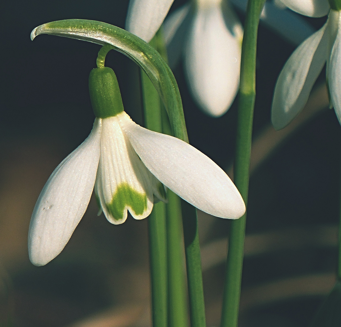 Mittwochsblümchen