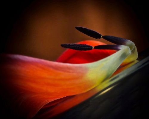 Mittwochsblümchen...