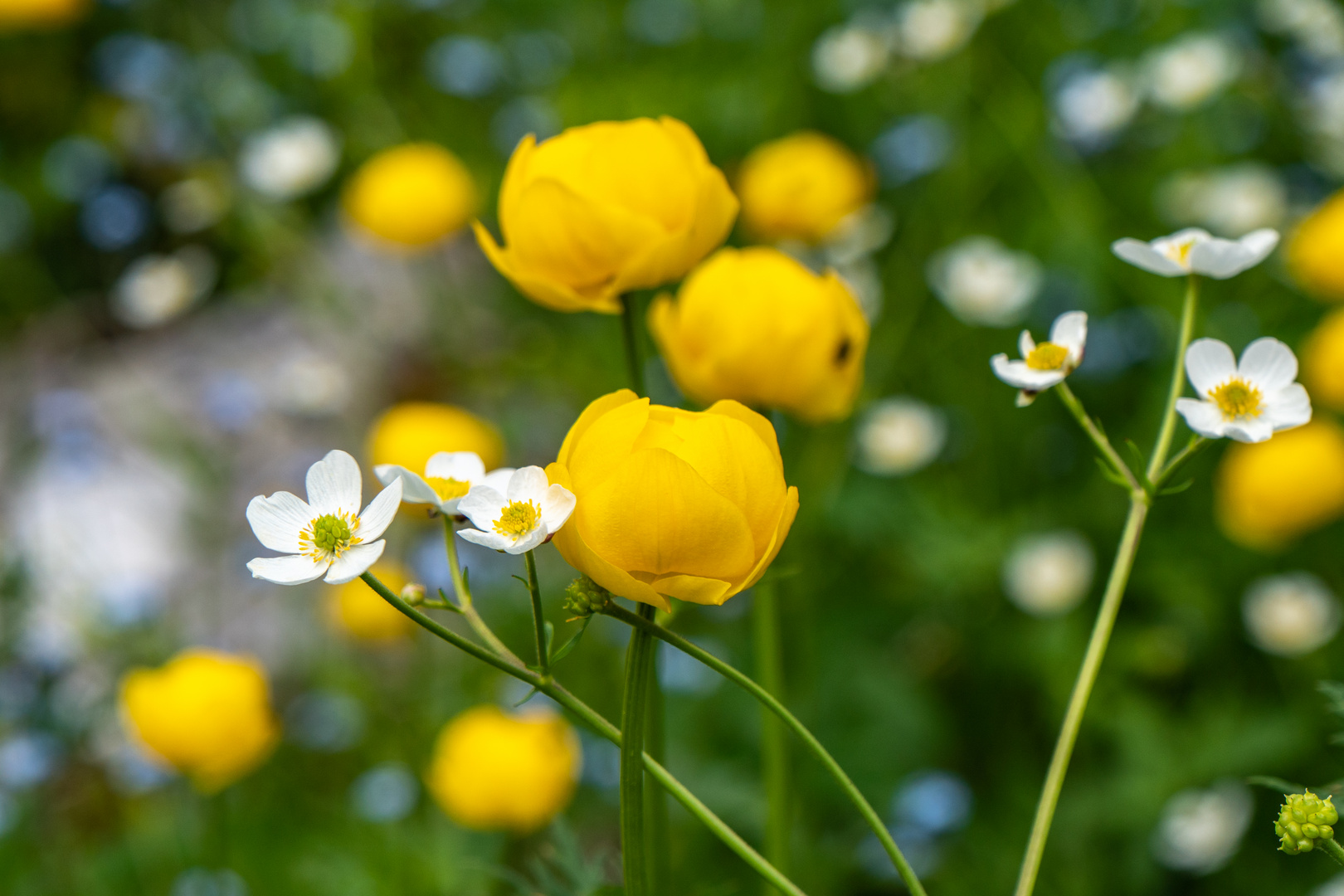 Mittwochsblümchen