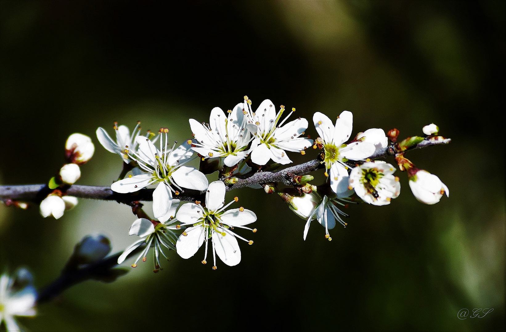 Mittwochsblümchen