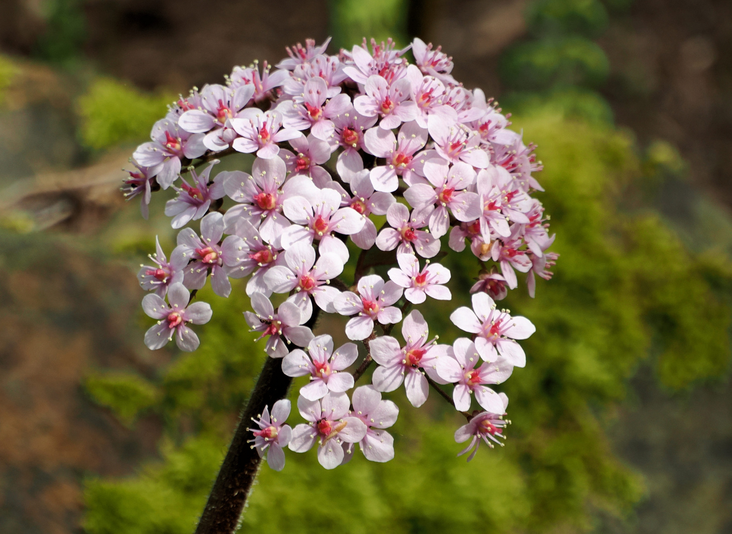 Mittwochsblümchen 