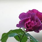 Mittwochsblümchen -4-  Lila Rose 