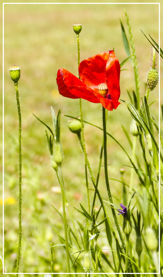 Mittwochsblümchen