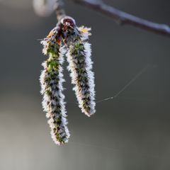 Mittwochsblümchen