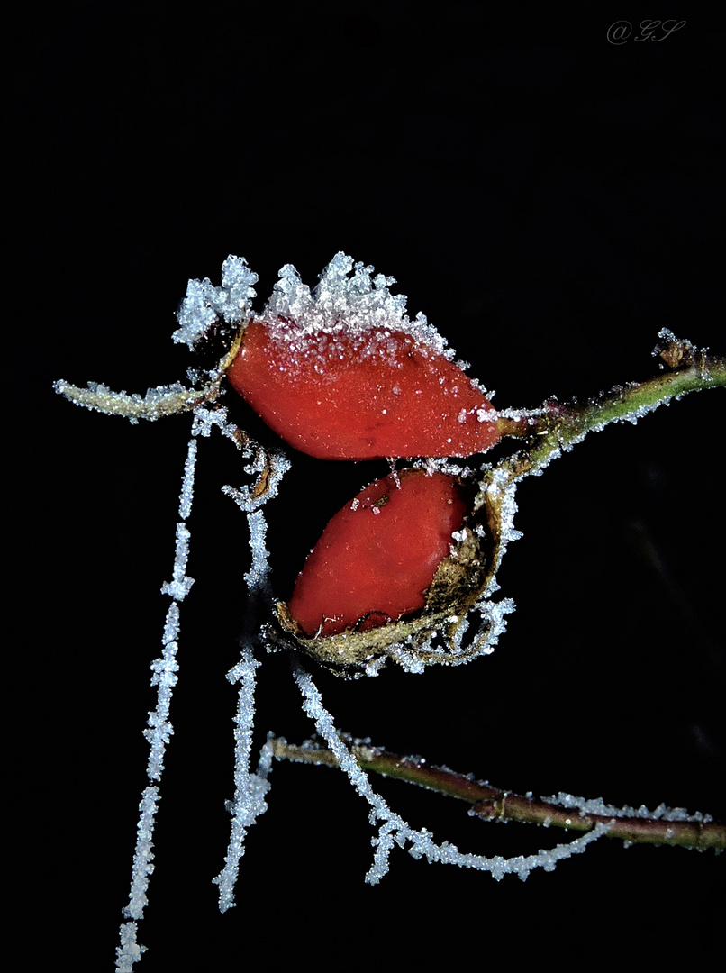 Mittwochsblümchen