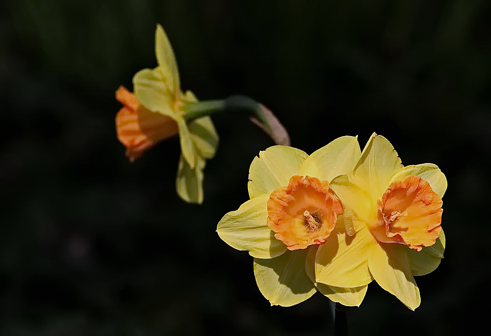 Mittwochsblümchen