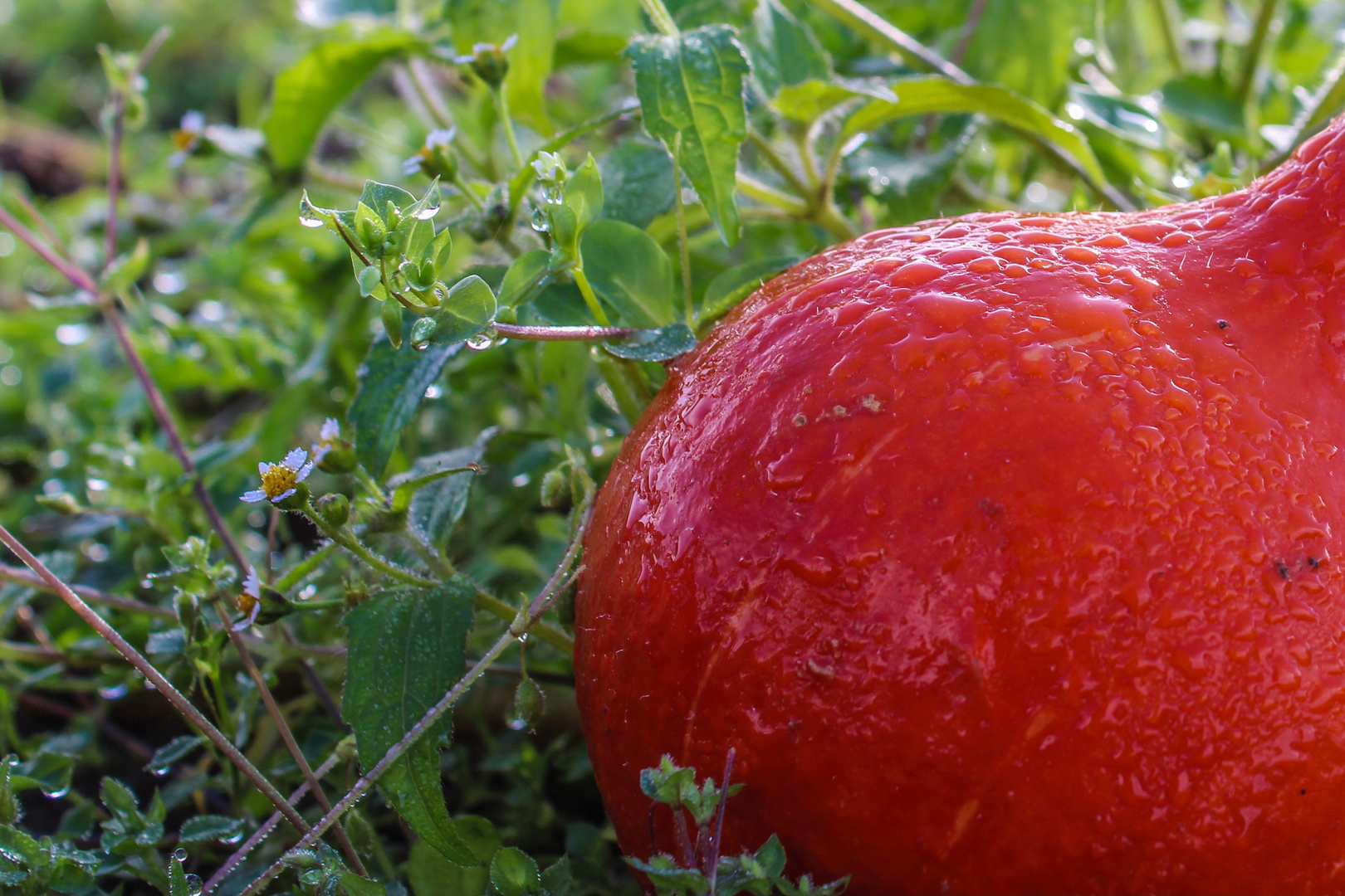 Mittwochsblümchen