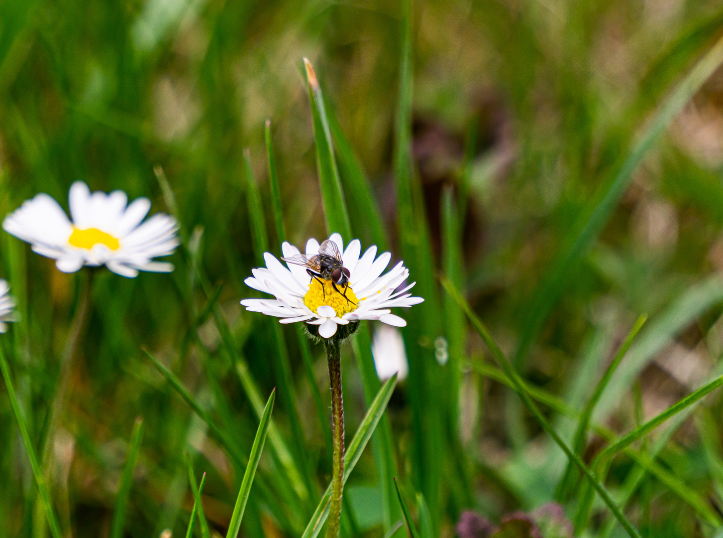 Mittwochsblümchen