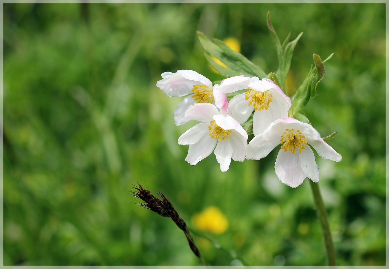 Mittwochsblümchen