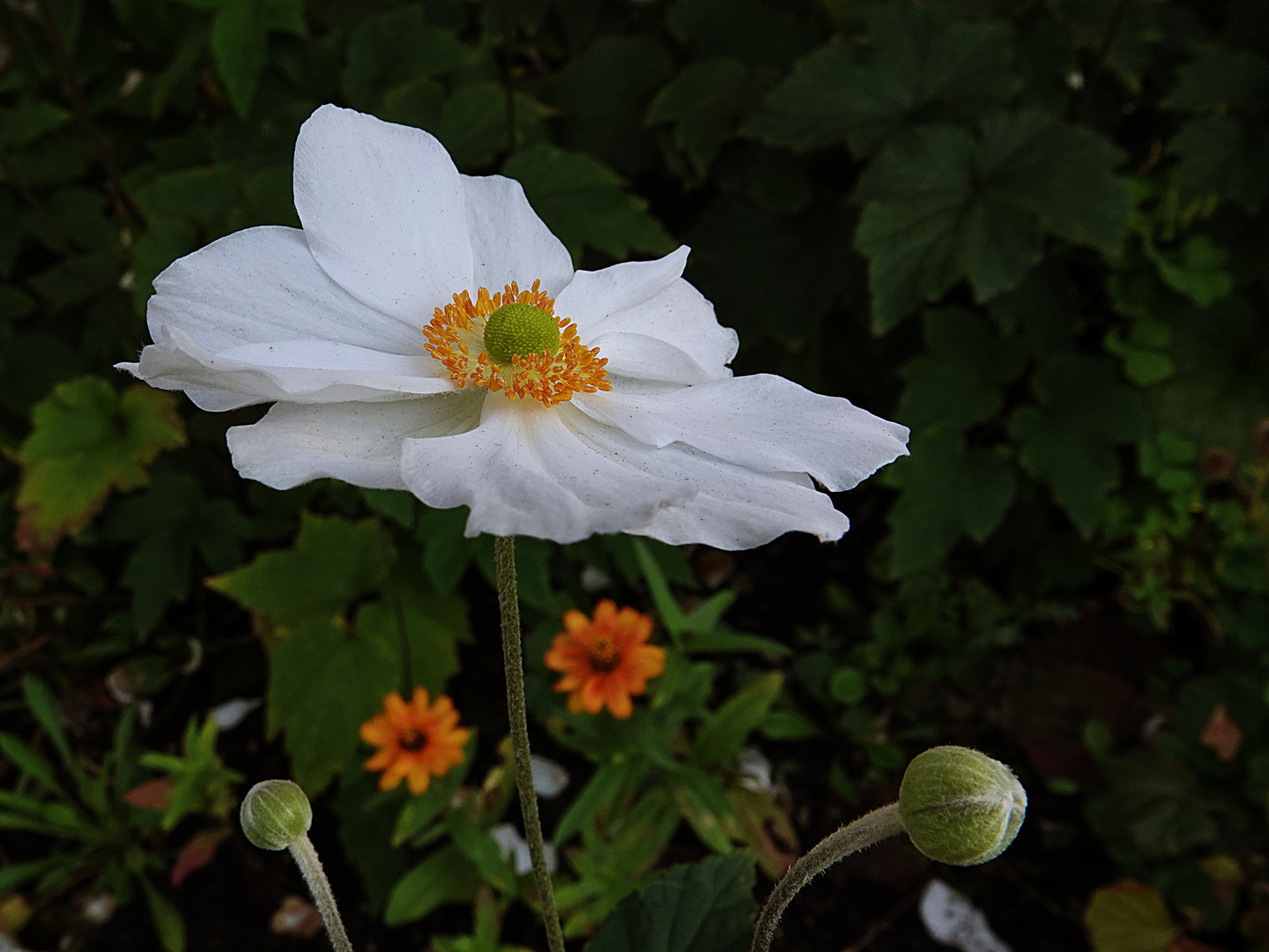 Mittwochsblümchen