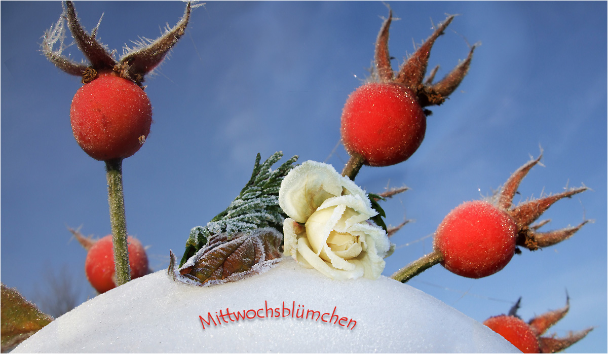 Mittwochsblümchen