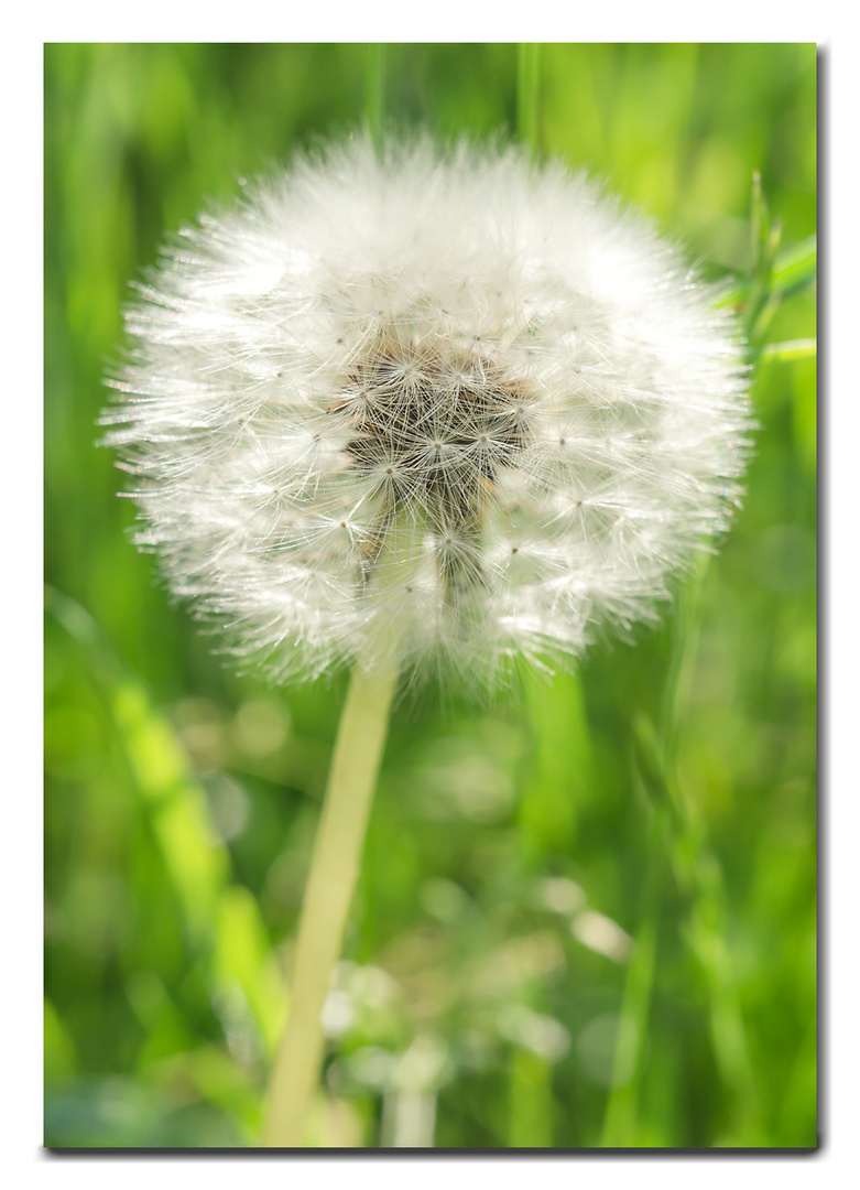 Mittwochsblümchen (5/5) KW 23 2022 - "Pusteblume"