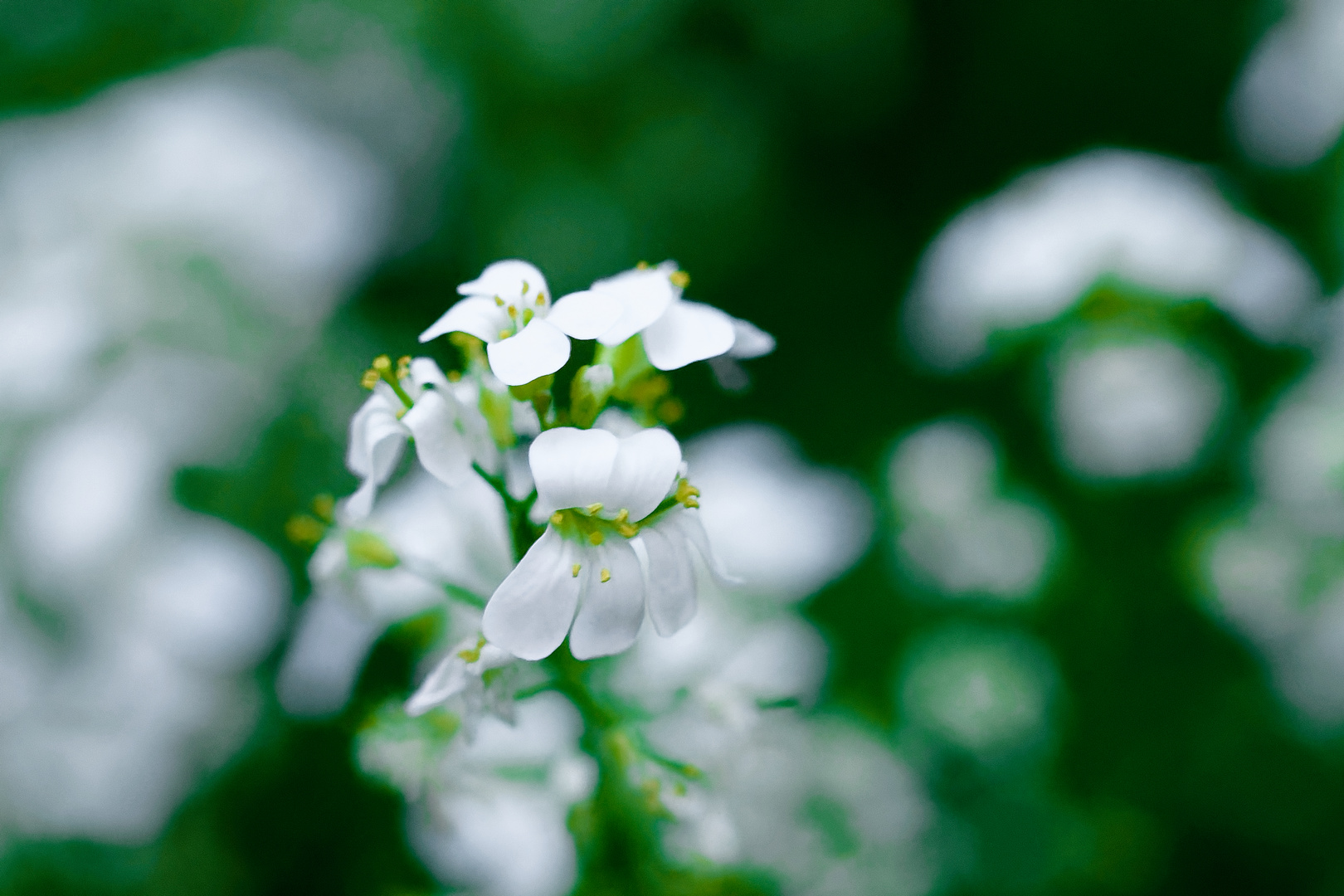 Mittwochsblümchen