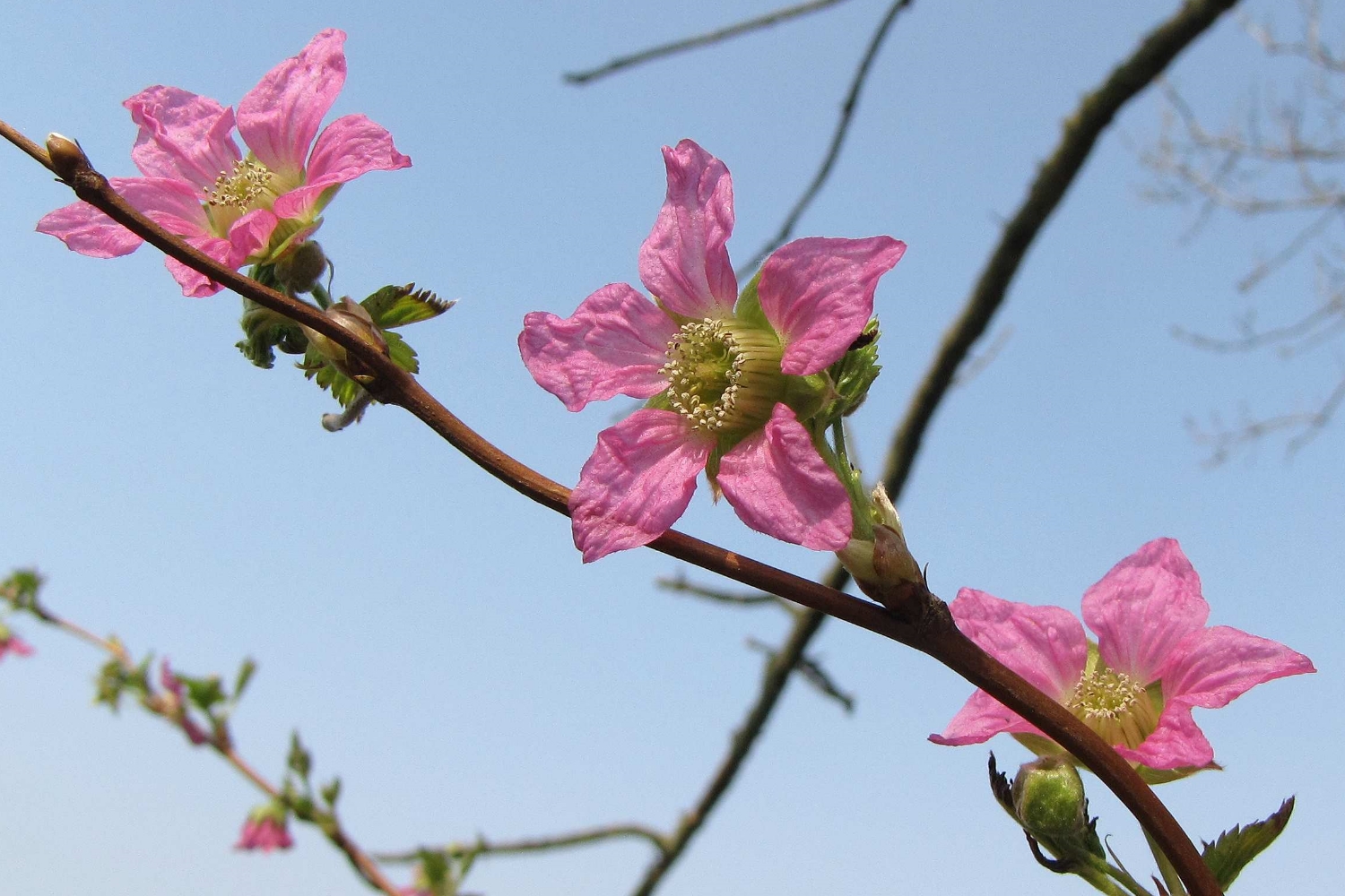 Mittwochsblümchen