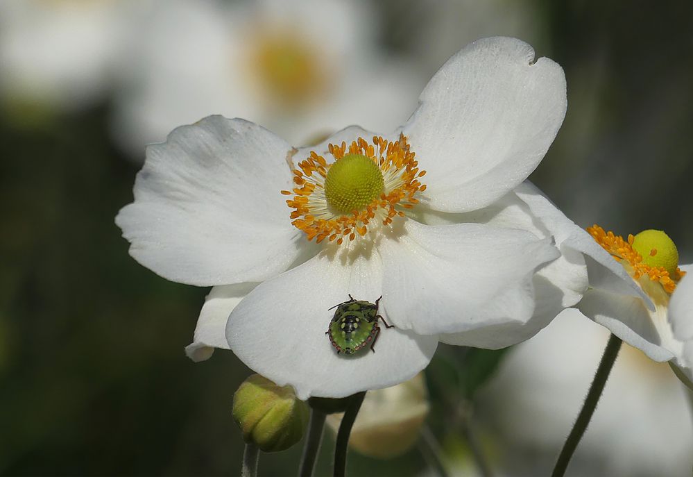 Mittwochsblümchen 