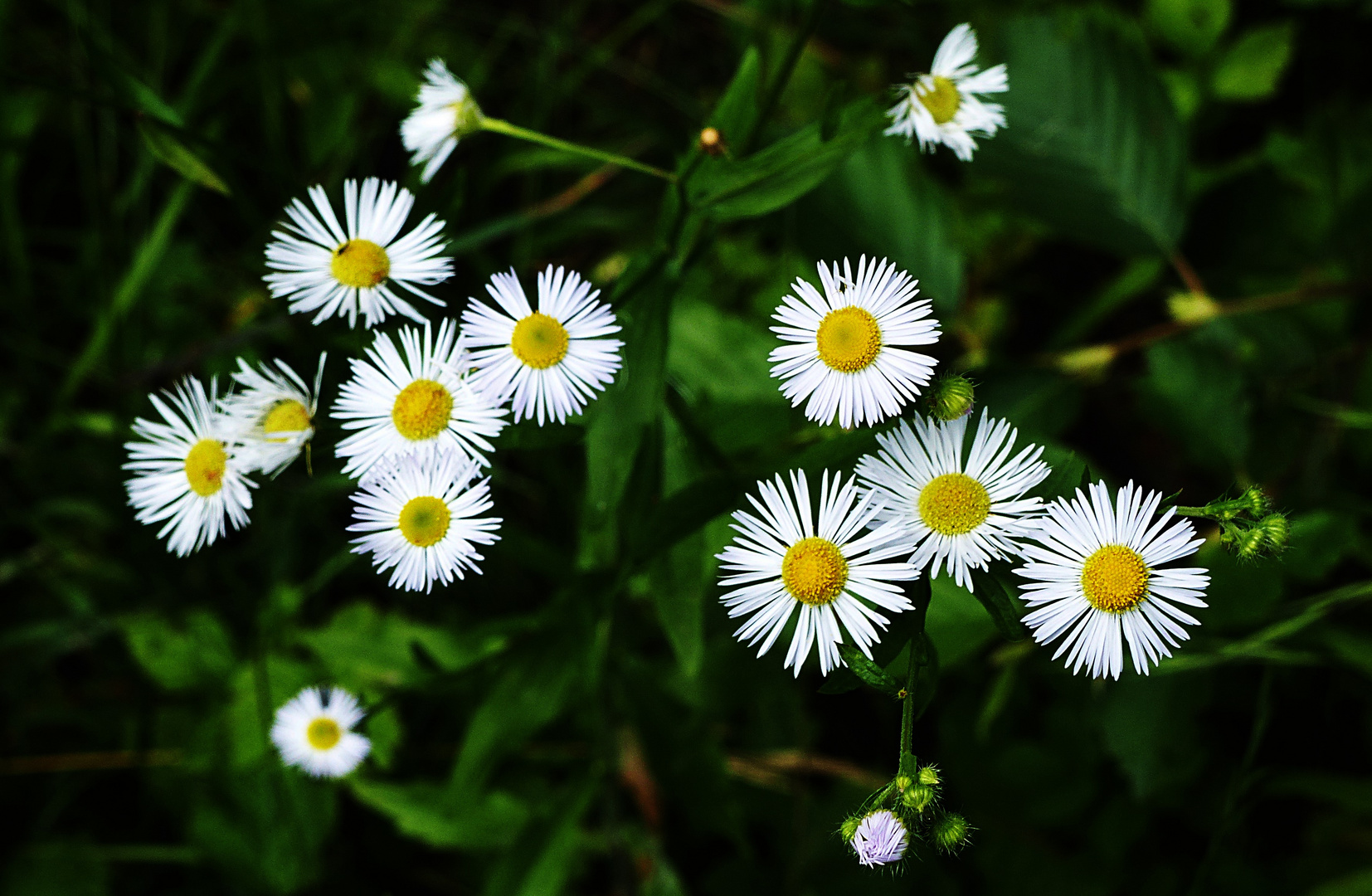 Mittwochsblümchen