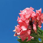 Mittwochsblümchen -6- Oleander