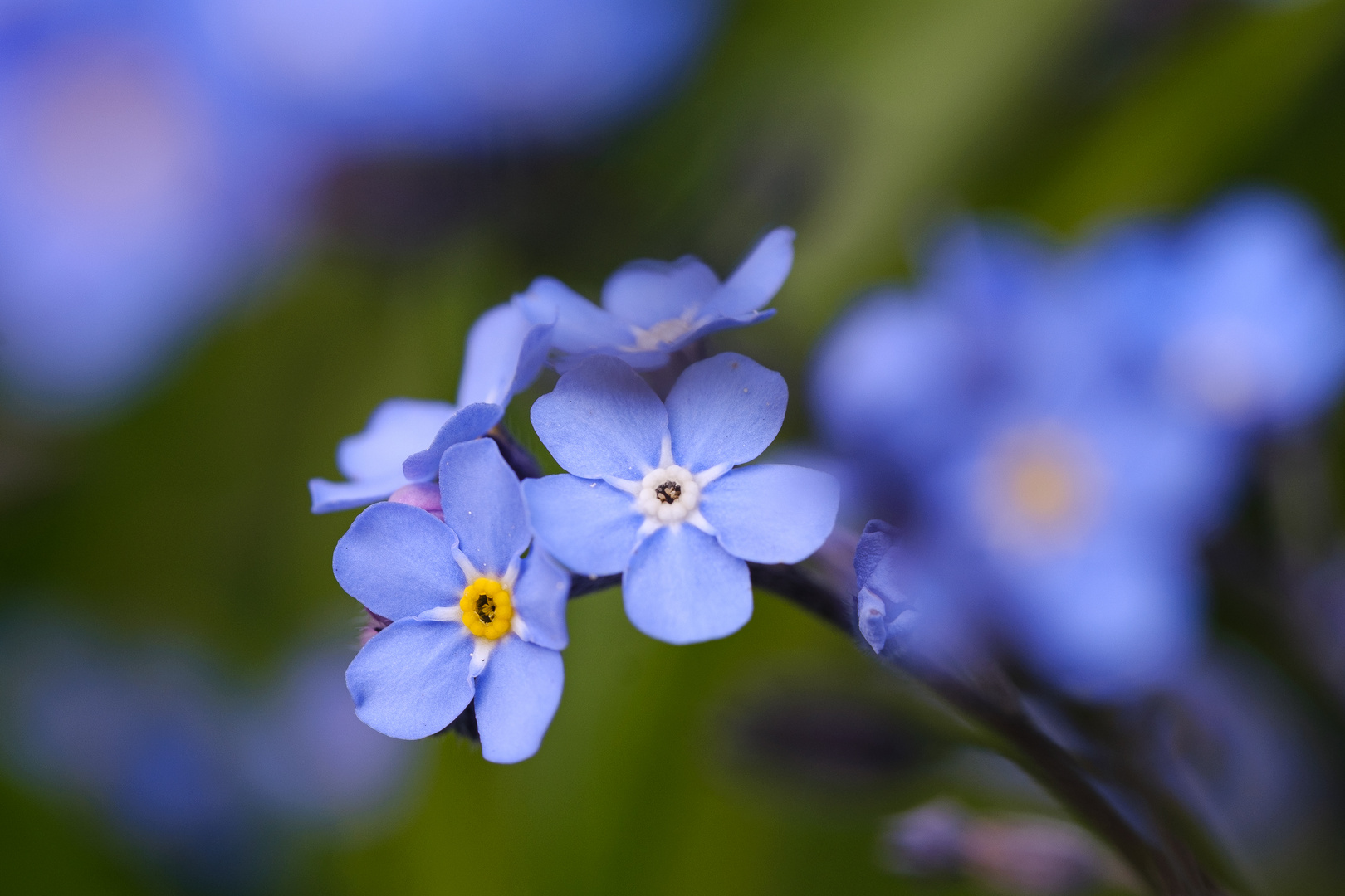 Mittwochsblümchen